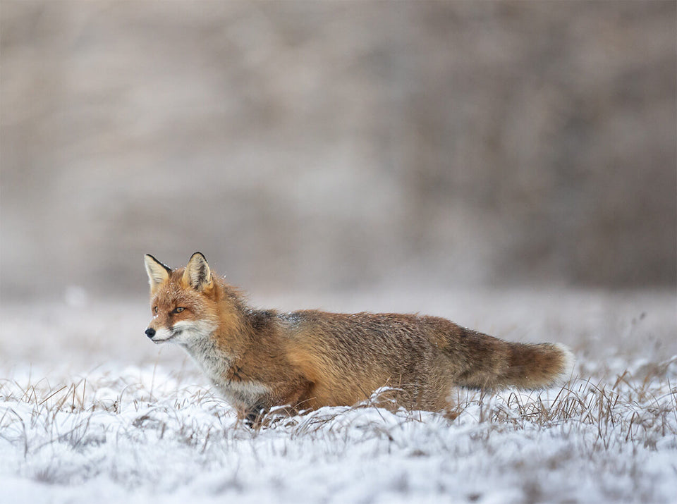 Böker Jagdmesser für die Jagd im Winterrevier – Fuchs im Winterfell auf verschneiter Wiese als Motiv für Raubwild, Natur und Revierarbeit