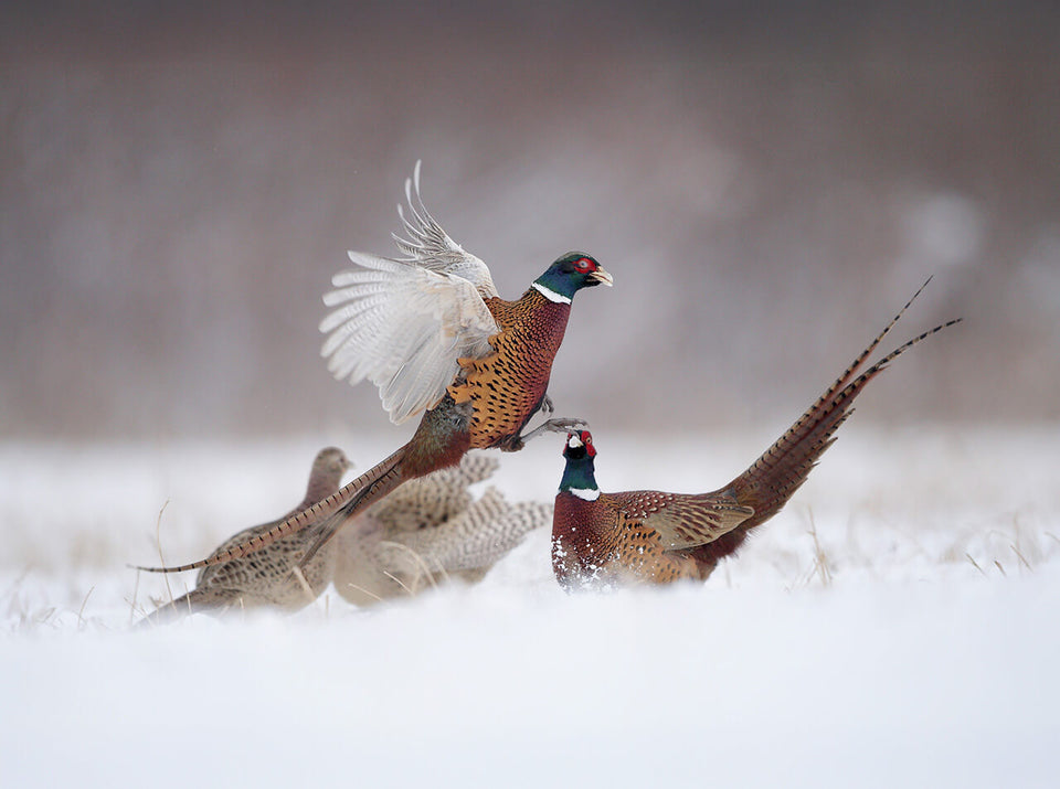 Böker Jagdmesser für Niederwild und Revierarbeit – kämpfende Fasanenhähne und Jagdfasan-Hennen im Schnee als Motiv für Jagd und Natur