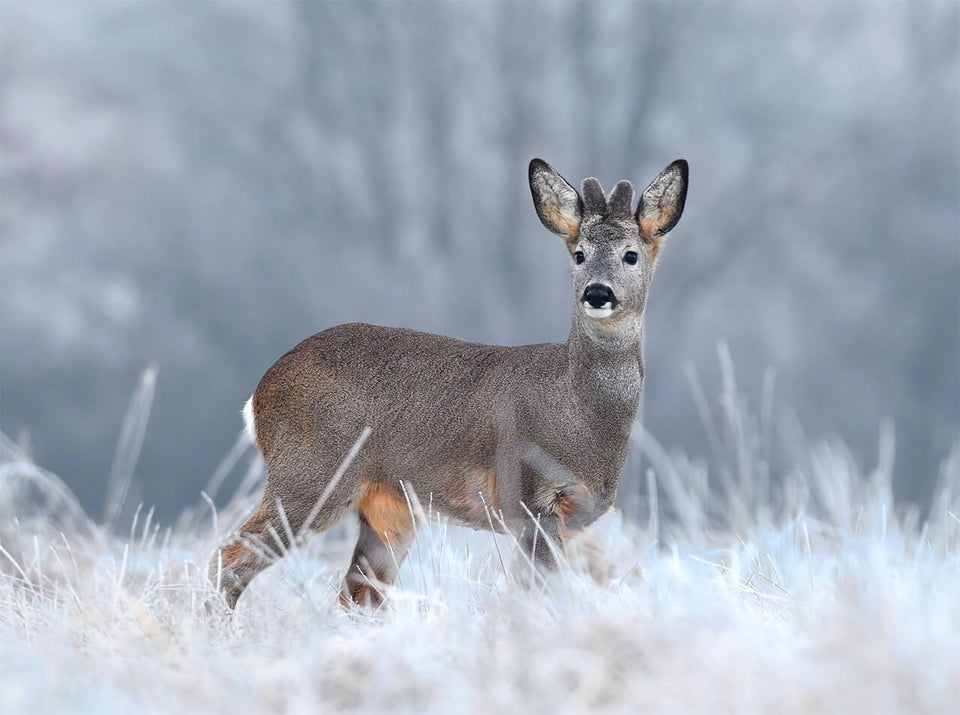 Böker Jagdmesser für Rehwild und universelle Revierarbeit – Rehbock im Bast mit Winterfell als Motiv für Jagd und Wildversorgung