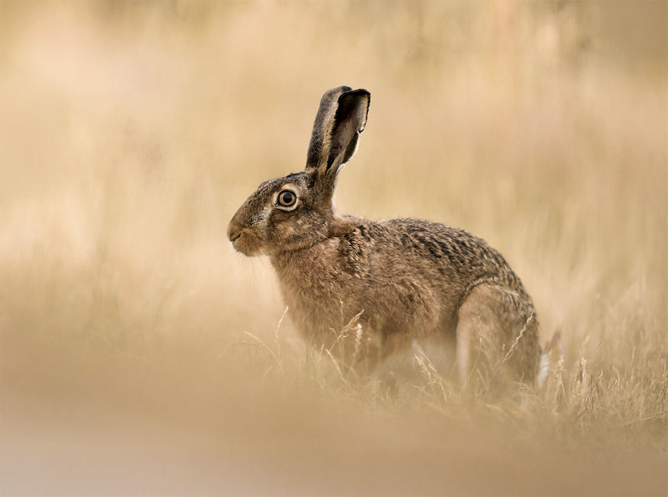 Böker Jagdmesser für Niederwild und Revierarbeit – Feldhase im Gras als Motiv für Jagd, Wildversorgung und Naturerlebnis im Revier