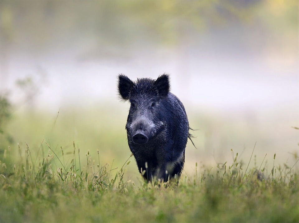 Böker Abfangmesser für Schwarzwild – robustes Jagdmesser für Nachsuche und Sautöter-Einsatz, Made in Germany aus Solingen